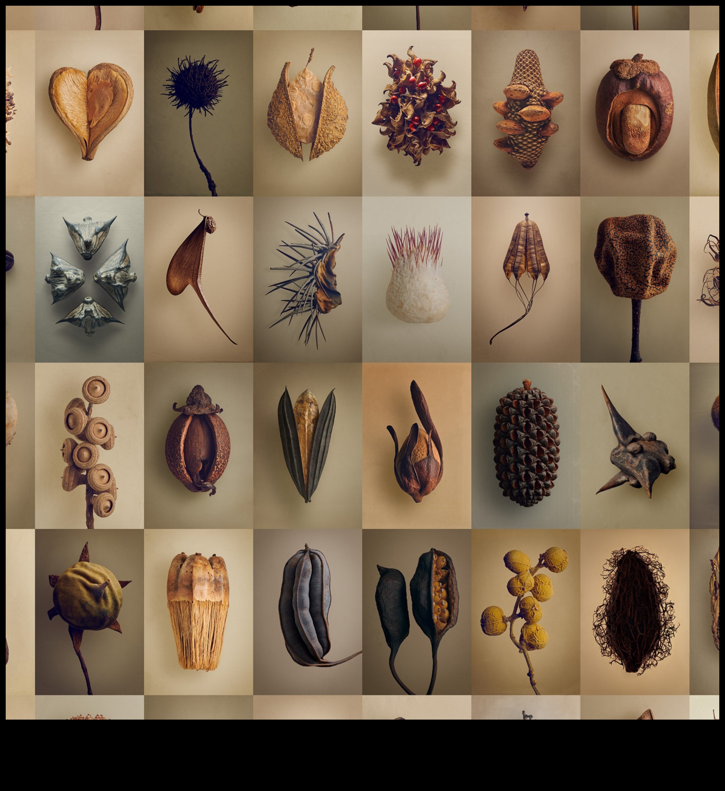 Paleta naturii: Capturarea florei și faunei cu marker de culori