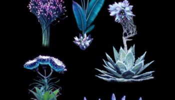 Flore futuriste: amprentele botanice iau o turnură SF